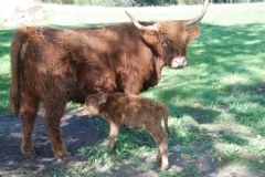 Little Highland