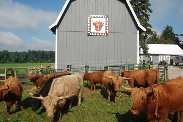 highland cow quilt sqaure